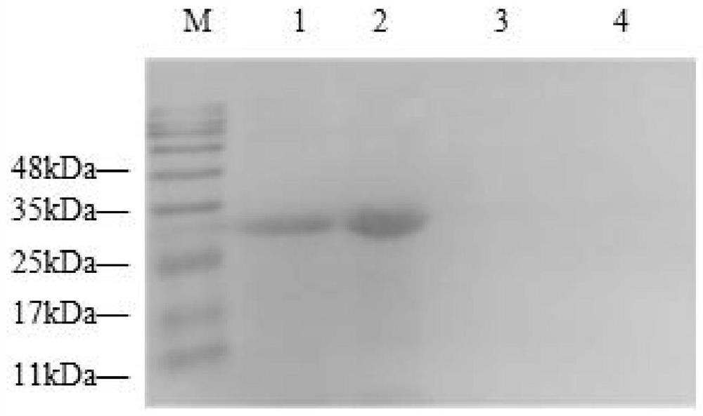Preparation and application of escherichia coli preferred soluble porcine PD-1 recombinant protein