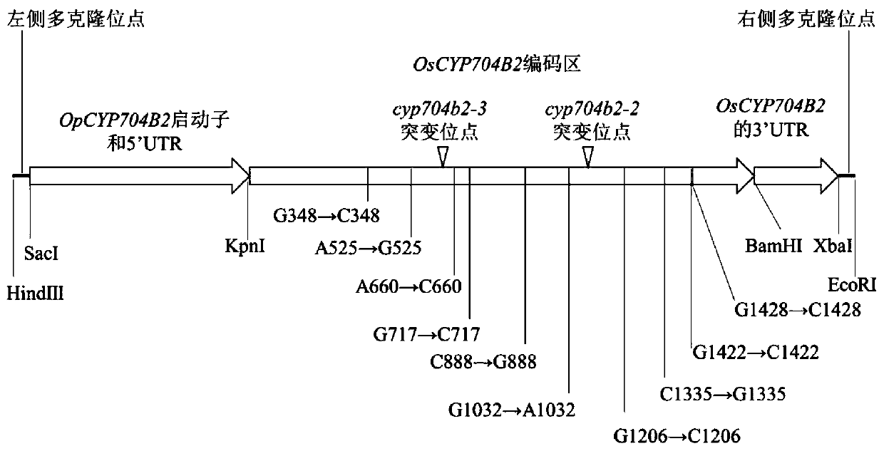 Carrier of male fertility of recoverable rice OsCYP704B2 mutant containing Oryza Punctata promoter and application thereof
