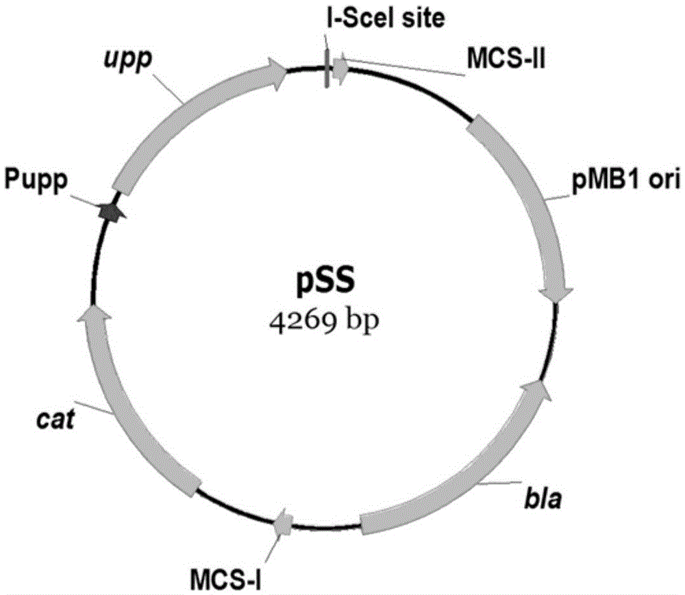 Mutant gene purf encoding prpp transamidase in Bacillus subtilis and its application