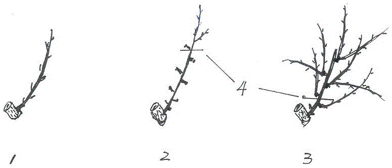 A kind of pear tree simplified pruning method