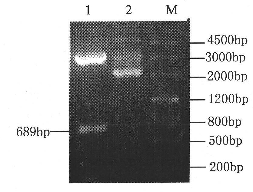 Recombinant vector containing tomato leexp2 gene, recombinant bacteria and expression of leexp2 gene in recombinant bacteria
