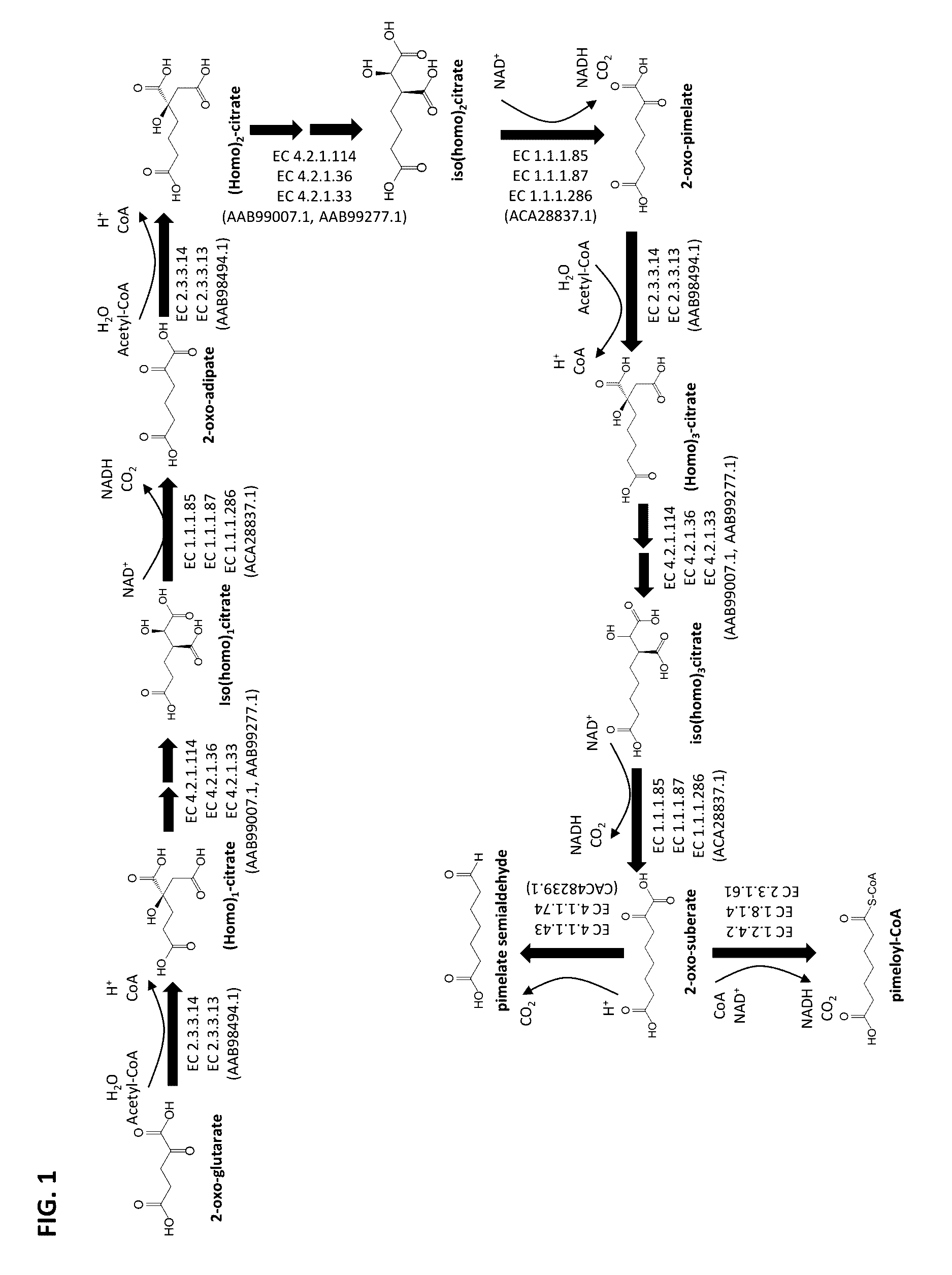 Methods of producing 7-carbon chemicals via c1 carbon chain elongation associated with coenzyme B synthesis