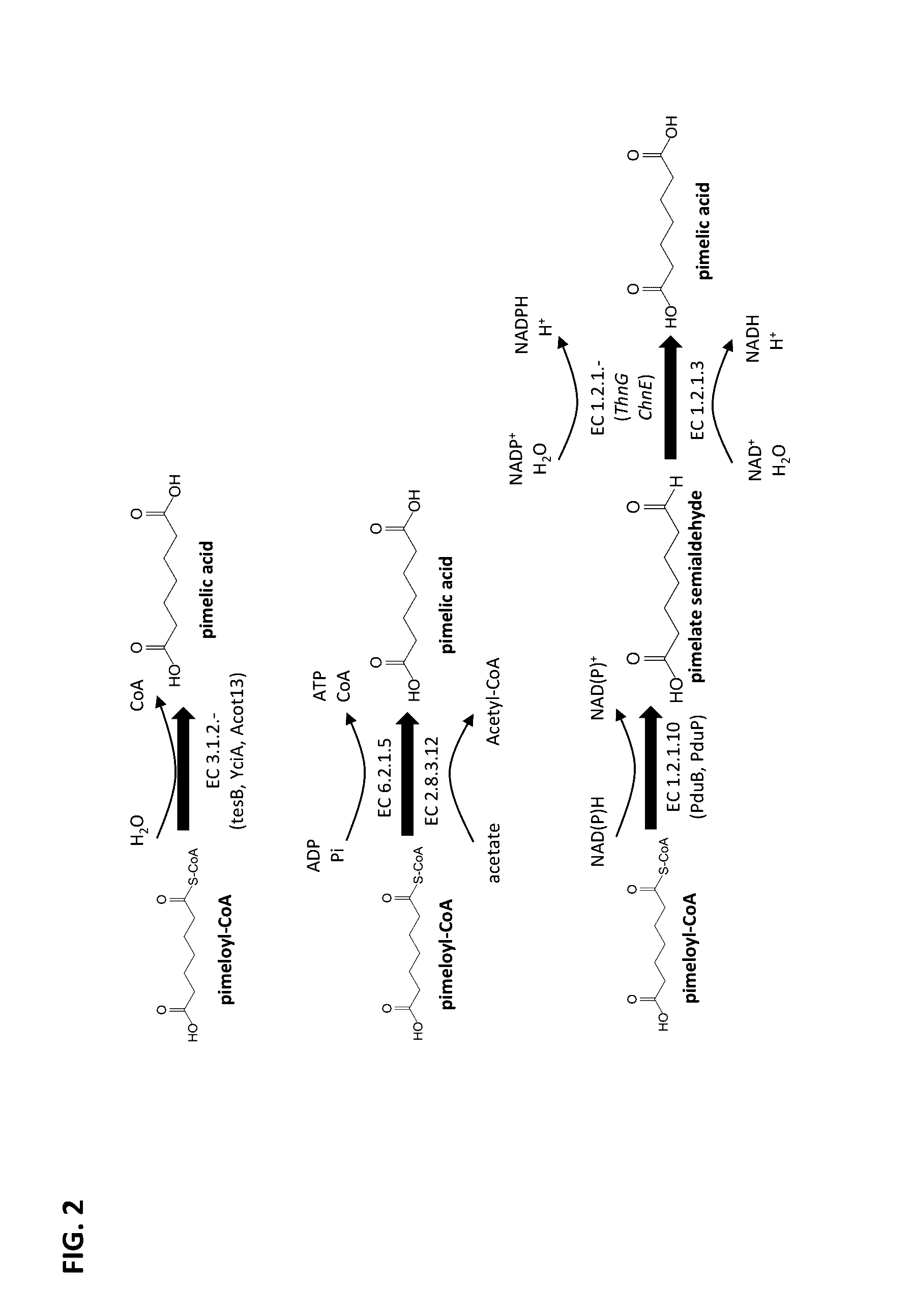 Methods of producing 7-carbon chemicals via c1 carbon chain elongation associated with coenzyme B synthesis