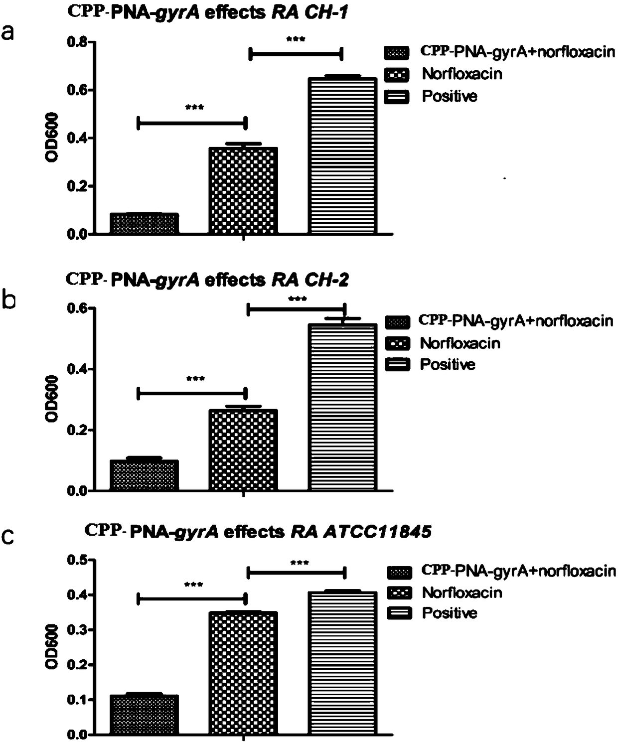 Application of cell-penetrating peptide bound gyrA gene PNA combined antibiotics in preparation of medicine for inhibiting riemerella anatipestifer