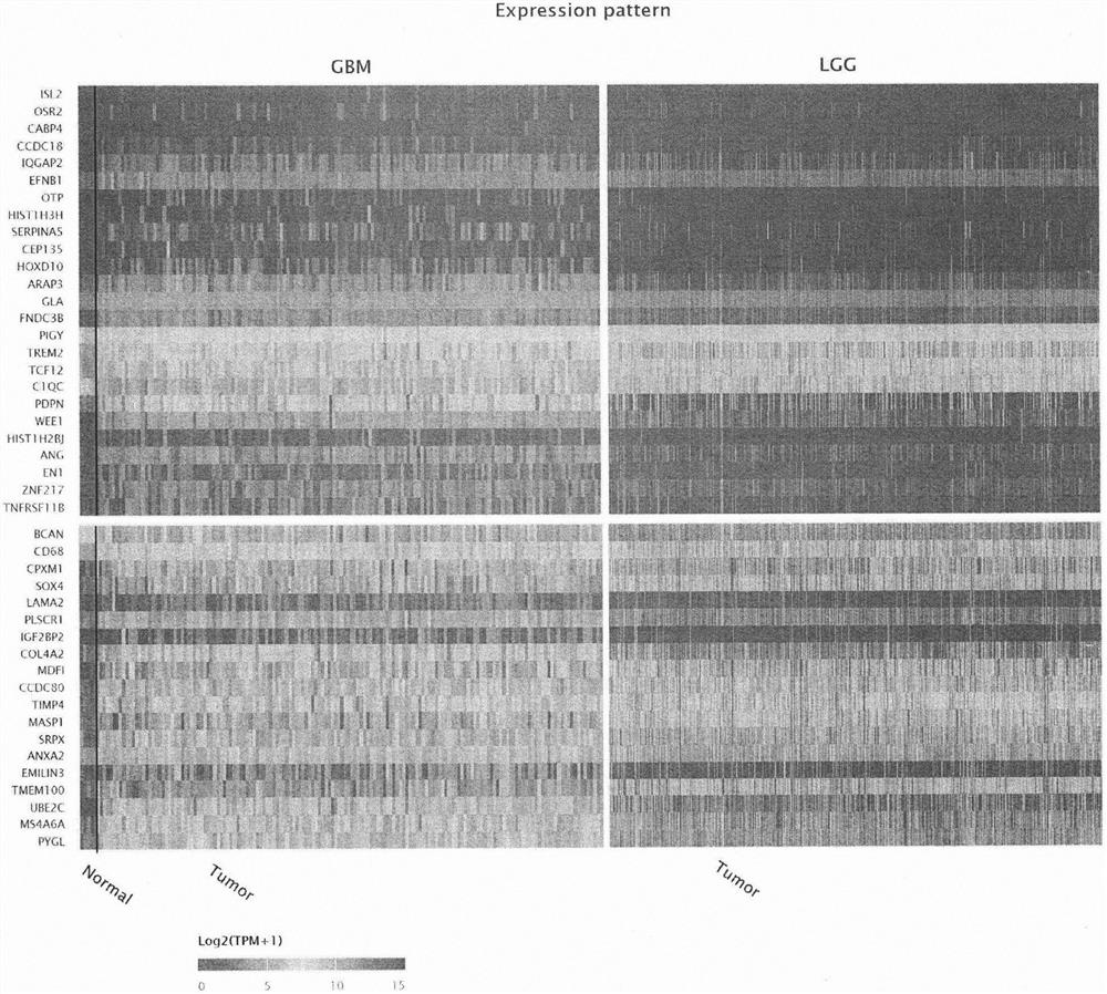 Glioma marker group and application thereof