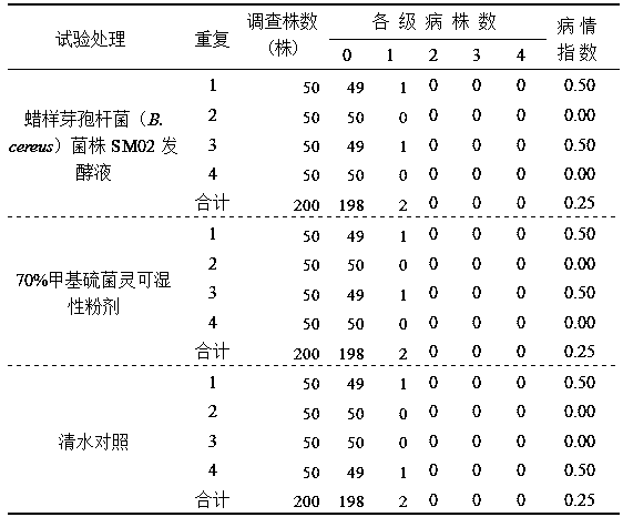 Bacillus cereus to prevent and treat Poplar canker disease and biological control preparation and method to prevent and treat Poplar canker disease