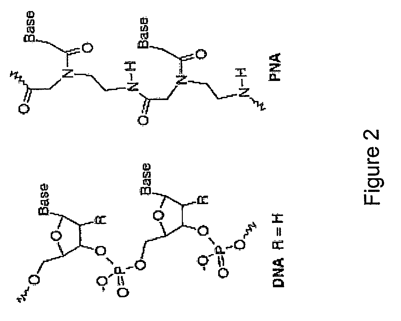 System for detecting polynucleotides