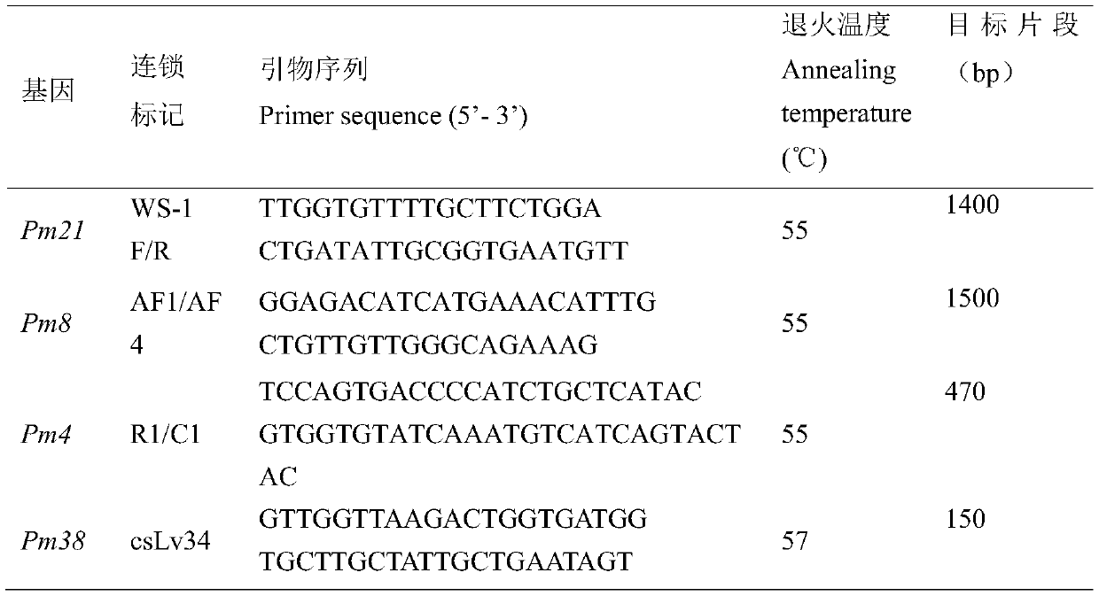 Method for creating breeding component of wheat lasting in resistance to powdery mildew based on multi-gene pyramiding