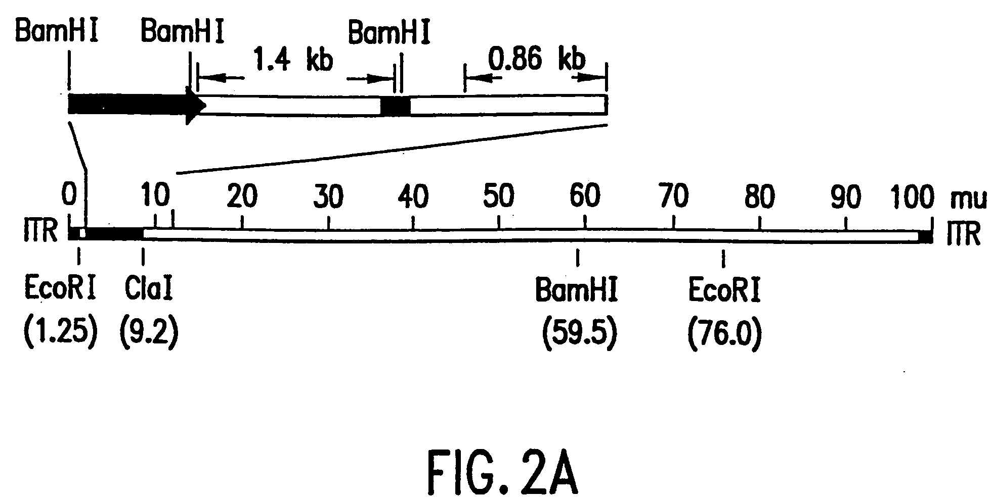 Methods and compositions comprising DNA damaging agents and p53