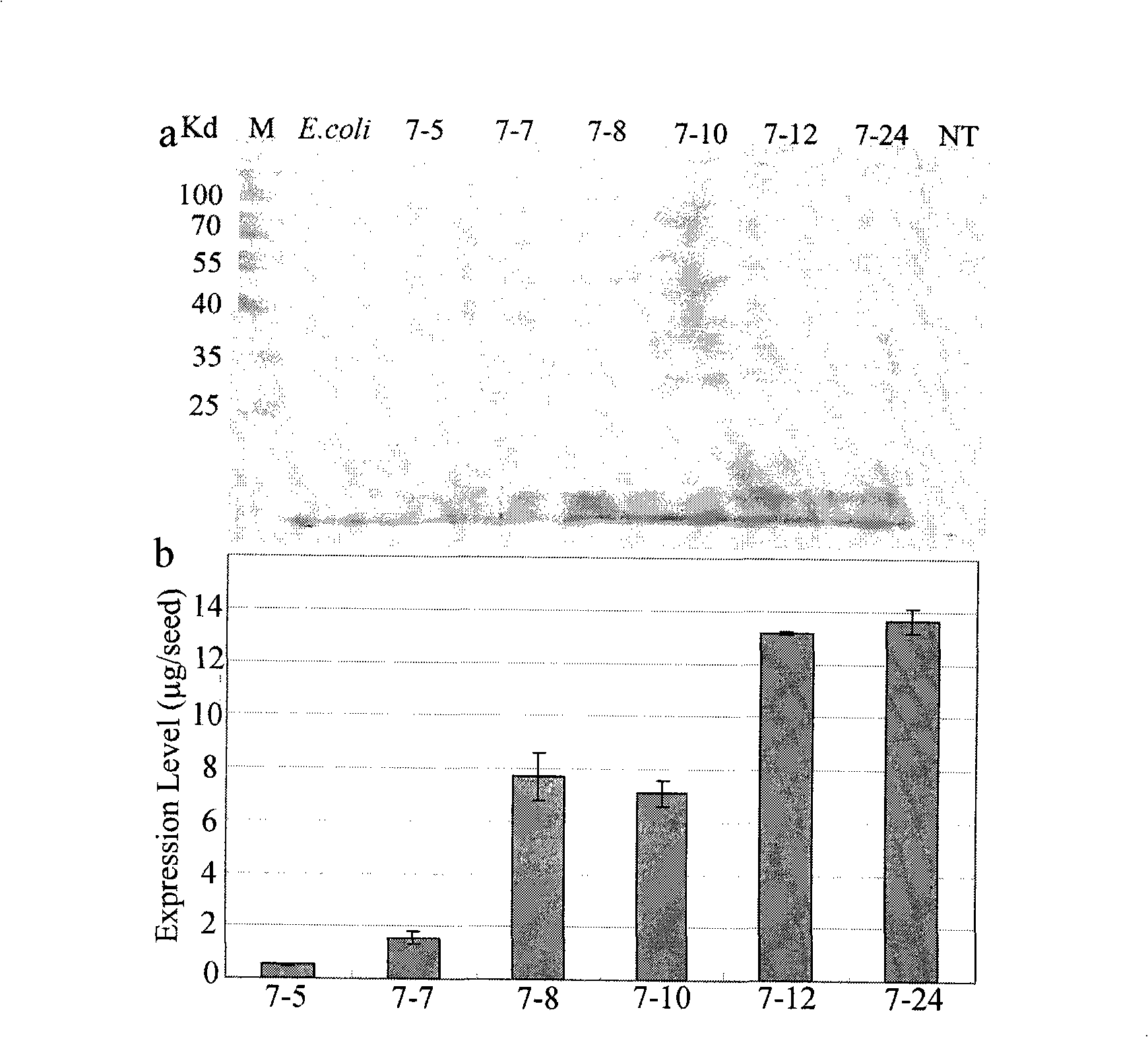 Method for preparation of transgenic rice preparation and use thereof