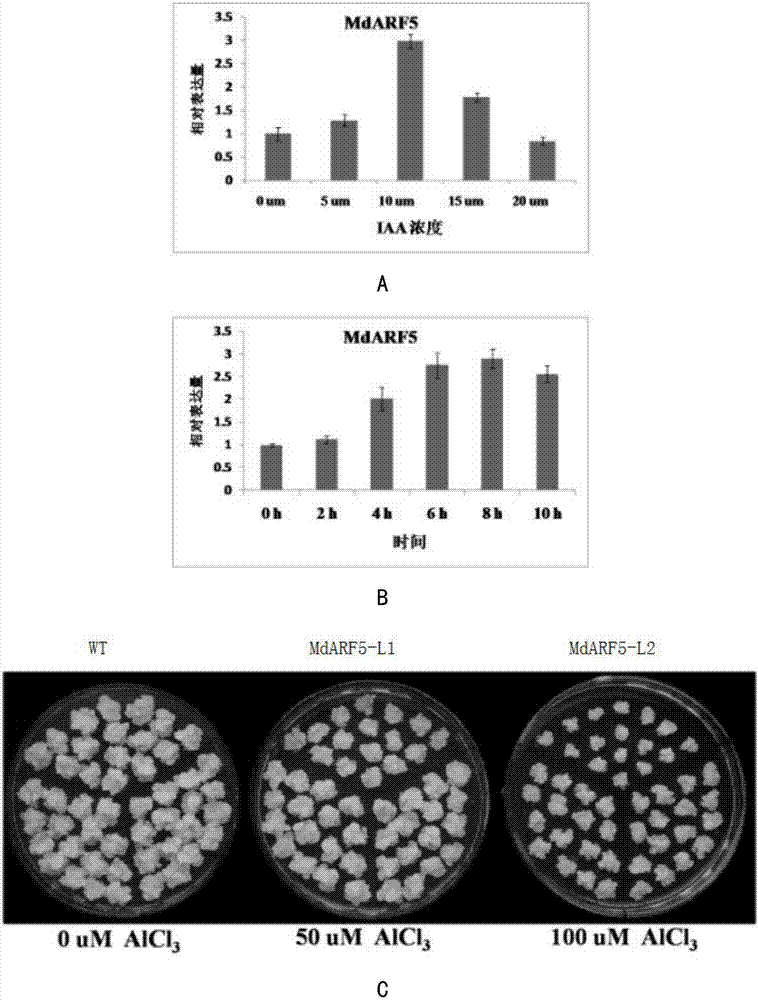 Apple MdARF5 gene beneficial for apple callusing, and applications thereof