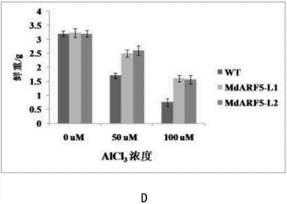 Apple MdARF5 gene beneficial for apple callusing, and applications thereof