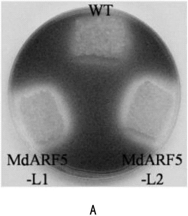 Apple MdARF5 gene beneficial for apple callusing, and applications thereof