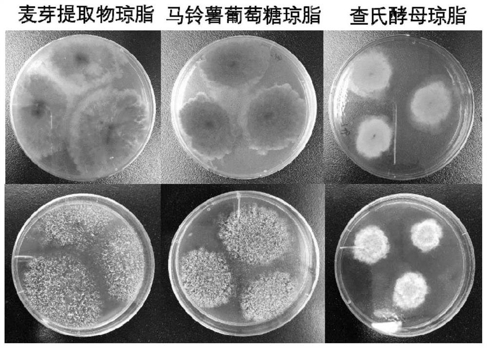 A method and application of Monascus purple bacterium and its co-fermentation to produce lovastatin