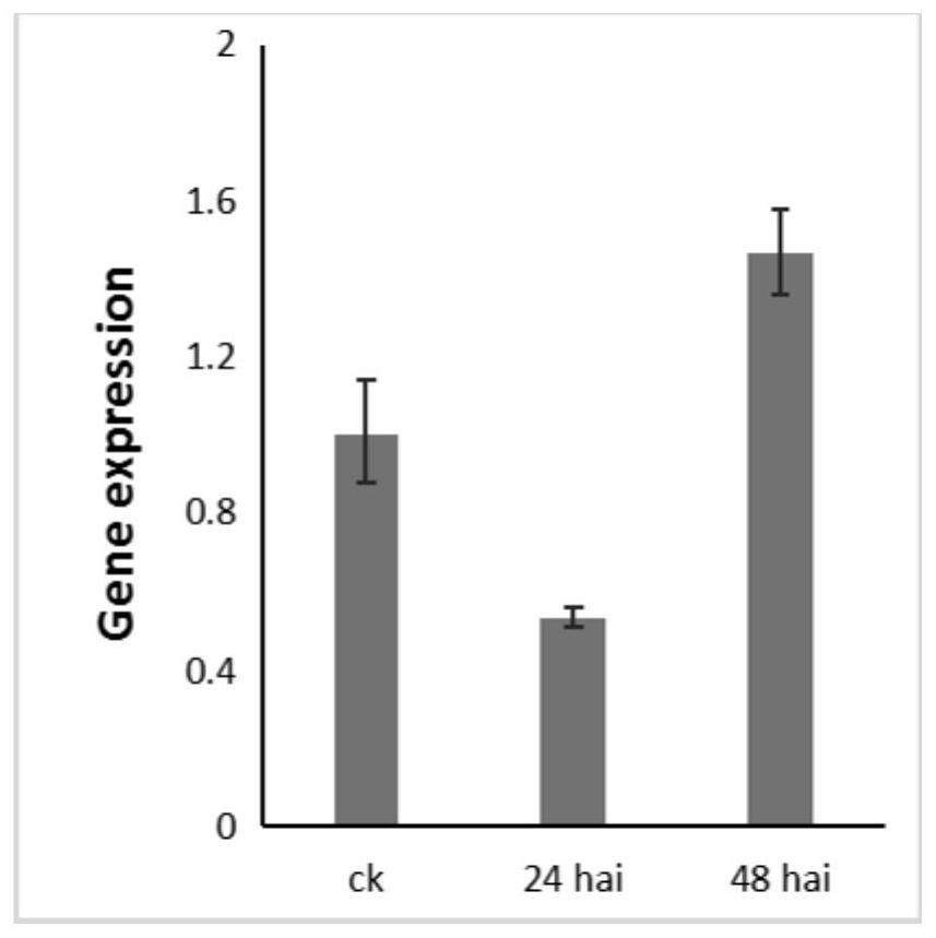 Arabidopsis thaliana clubroot infection candidate gene AT2G35930 and application thereof