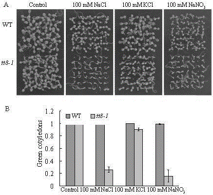 New application of Arabidopsis at4g09820 gene in plant salt tolerance