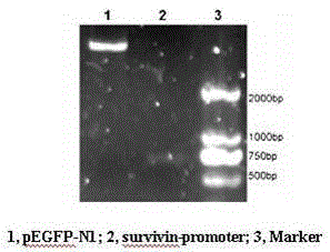 Construction and Application of Recombinant Adenoviral Vector of Survivin Promoter Regulating cd Gene