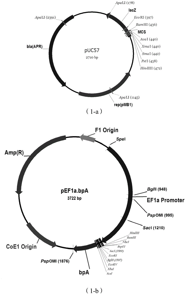 Micro-annullus DNA recombinant plasmid containing recombinant chimeric antigen receptor gene expression box, micro-annullus DNA containing expression box and application