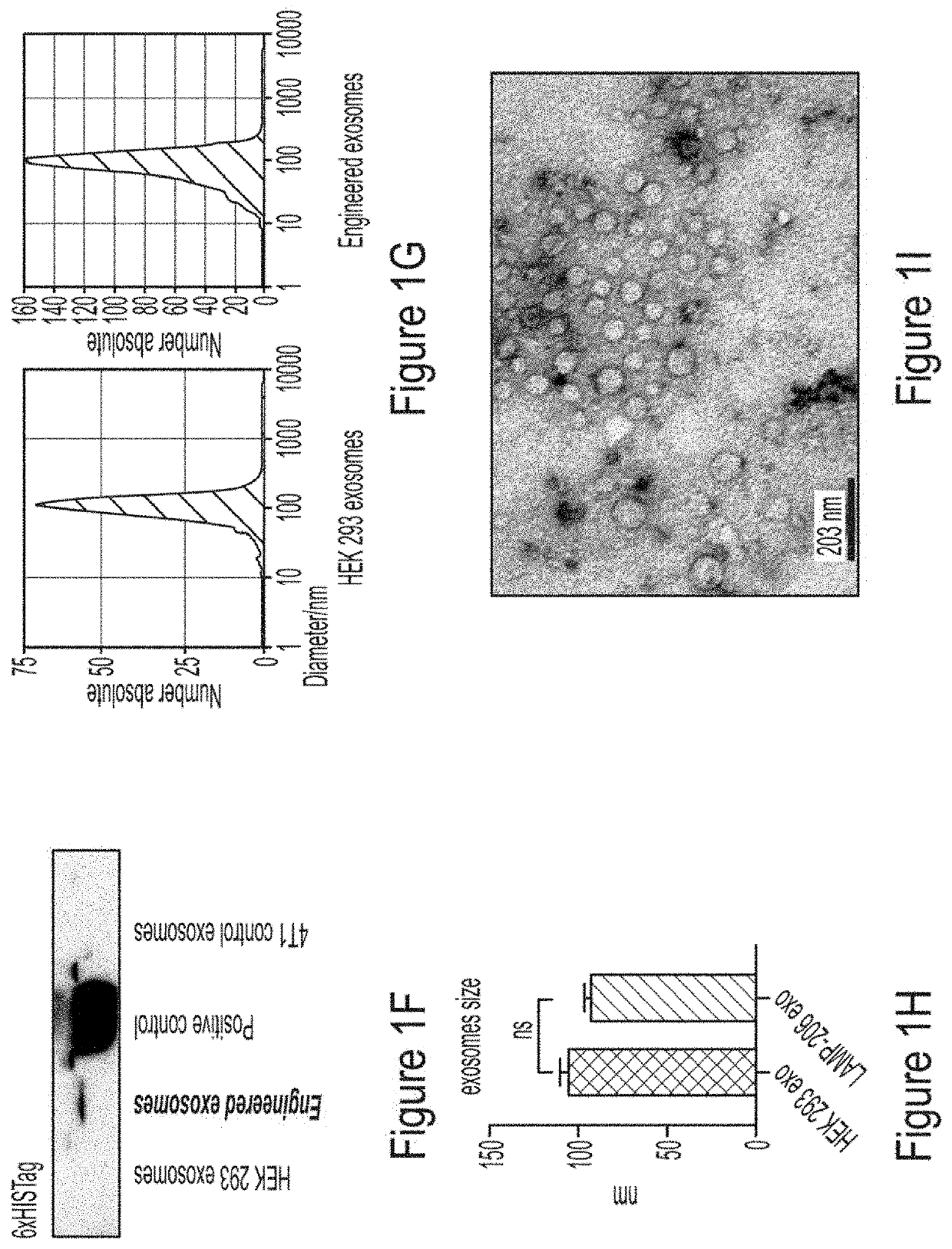 Engineered Exosomes to Detect and Deplete Pro-Tumorigenic Macrophages