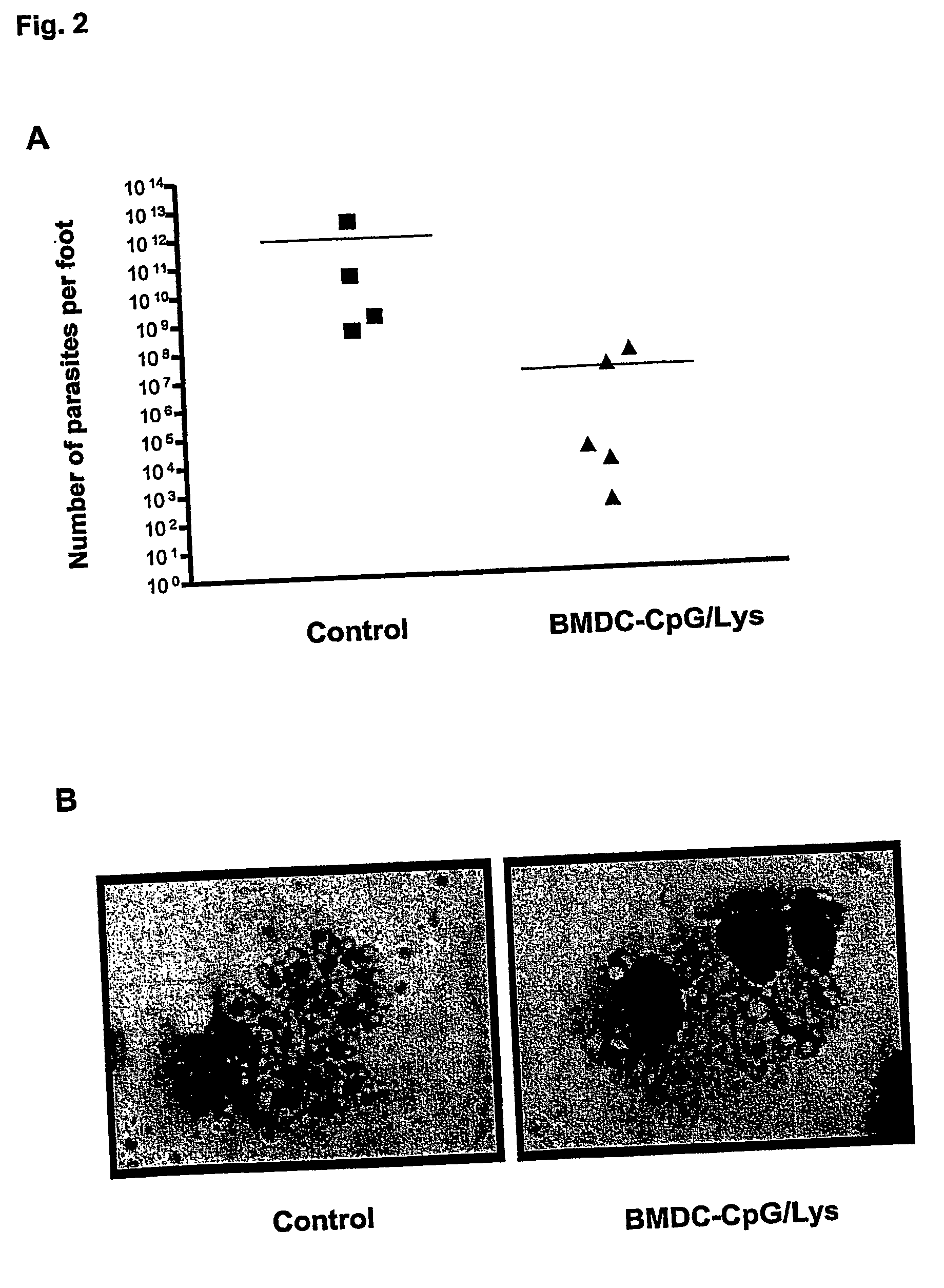 Method for generating antigen-presenting cells