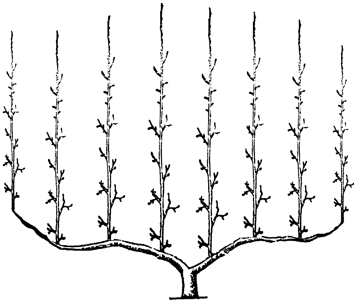 A pear tree "comb-shaped hedge" tree shape and its shaping method