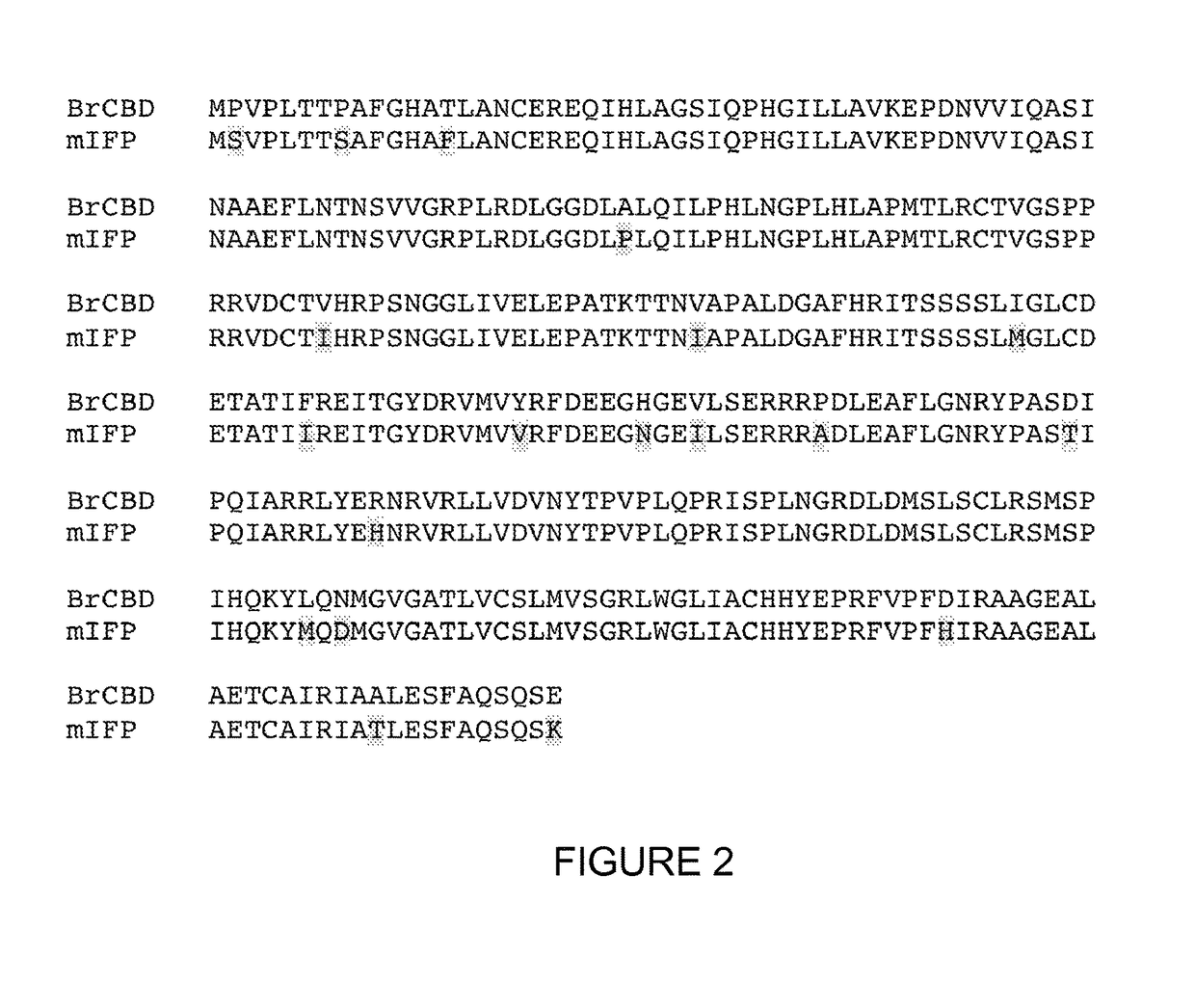 Monomeric and bright infrared fluorescent proteins