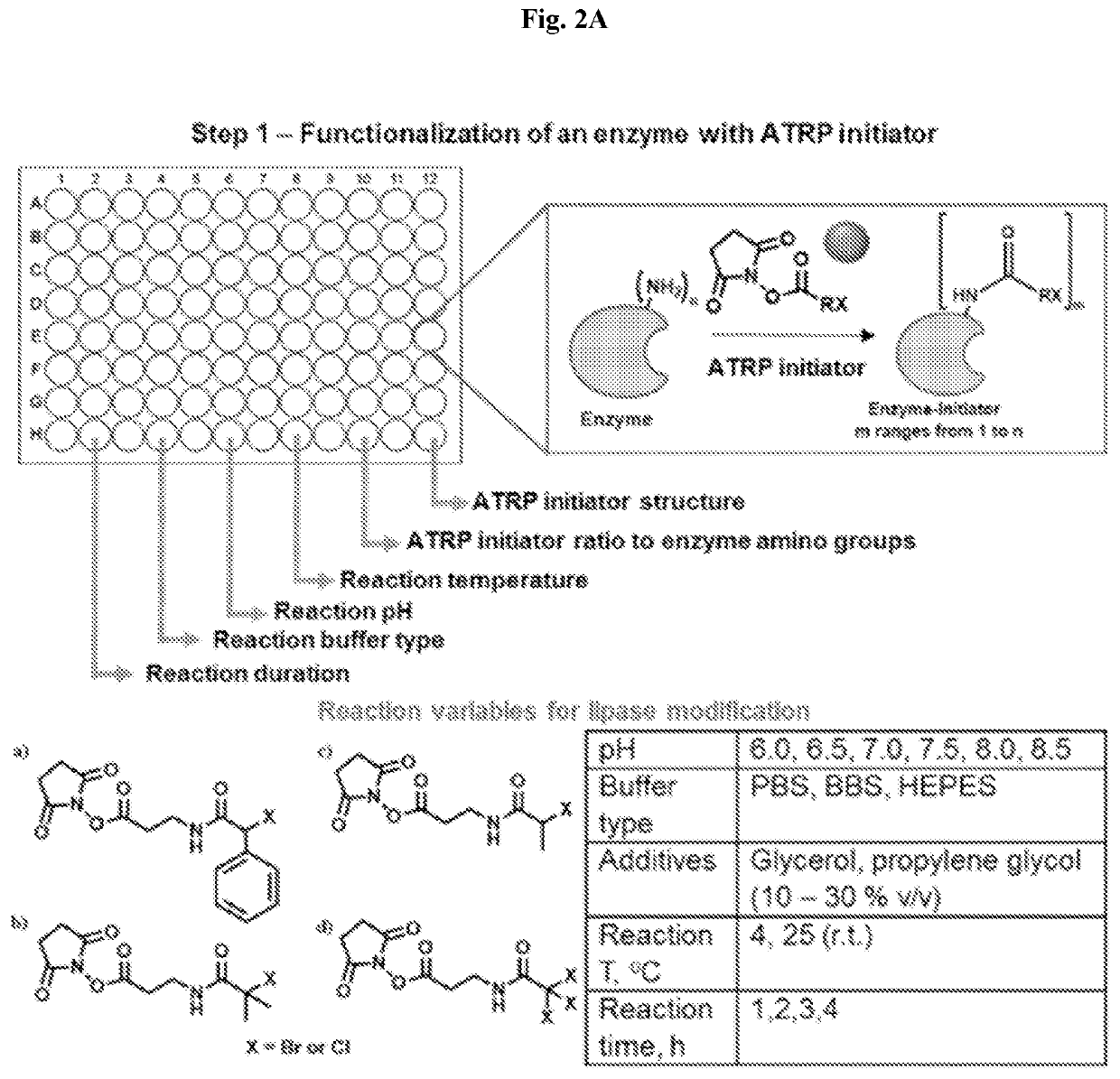 High-throughput synthesis of biomolecule-polymer conjugates