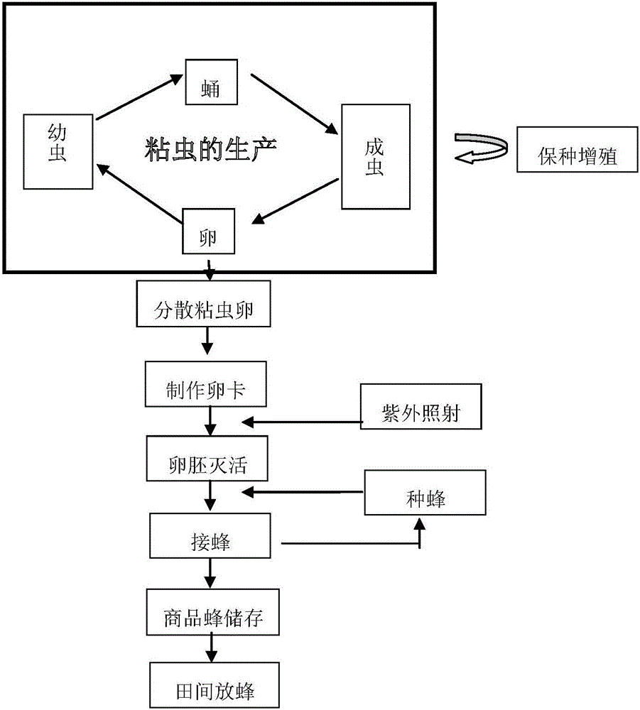 Artificial breeding production method of trichogramma japonicum