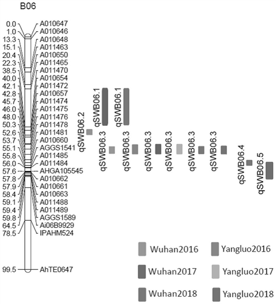 Molecular marker linked with major quantitative trait locus (QTL) of hundred-kernel weight of arachis hypogaea and application of molecular marker