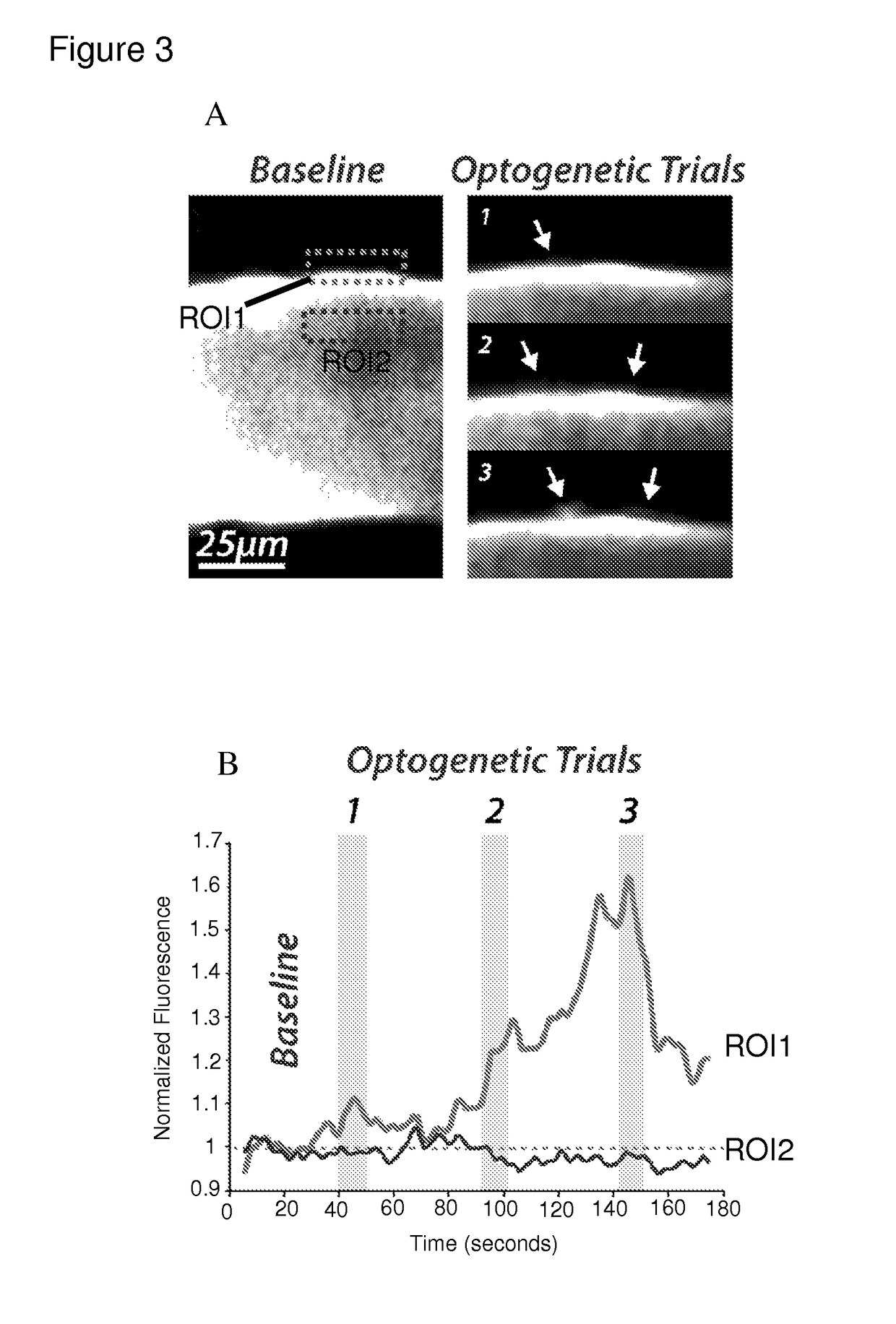Optogenetic control of endothelial cells