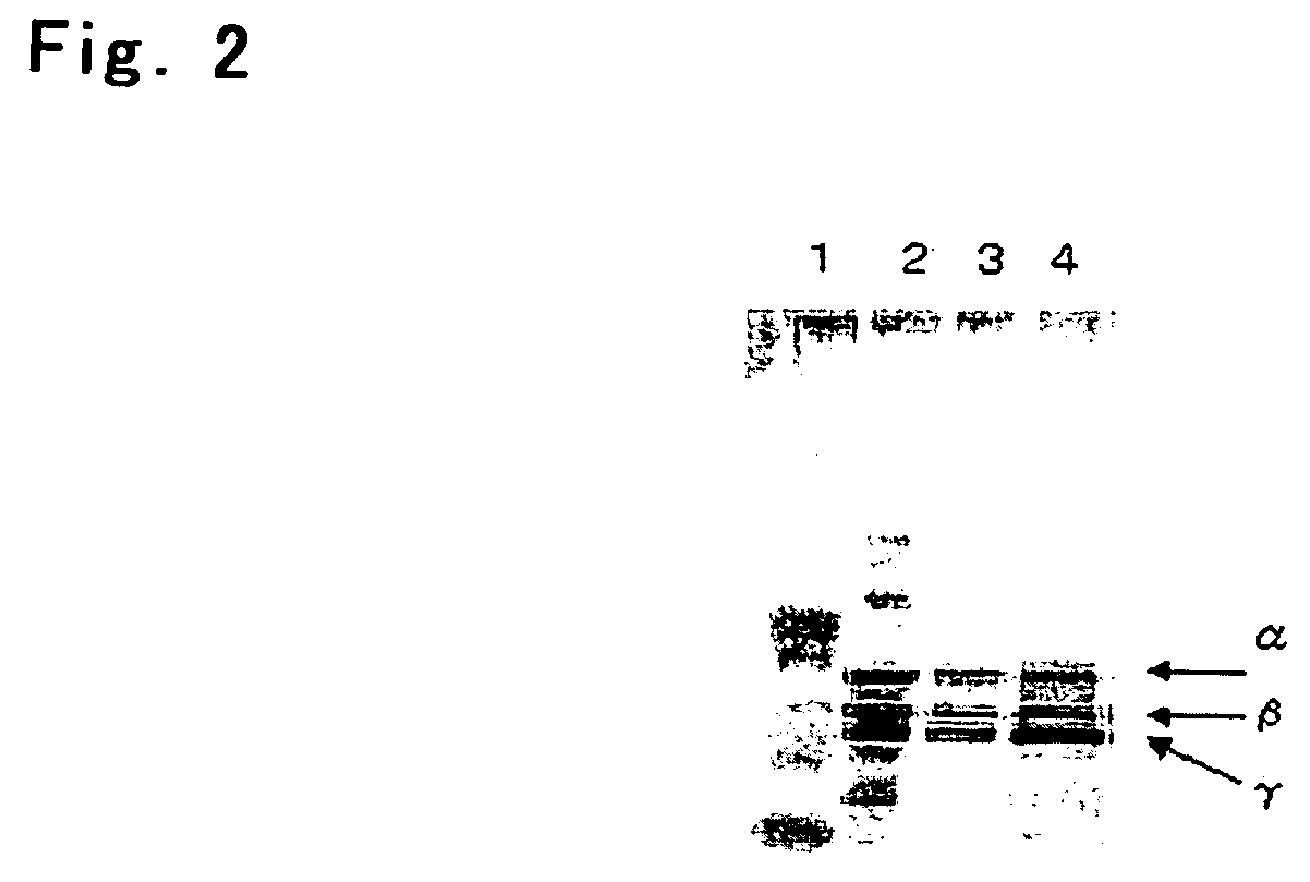 Process For Producing Recombinant Fibrinogen Highly Producing Cell and Highly Producing Cell