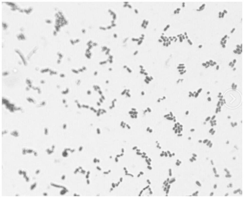 A compound lactobacillus agent and its application in buffalo silage