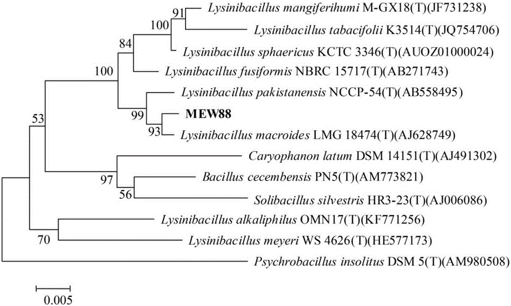 Lysinibacillus macroides capable of enriching phosphorus and degrading organophosphorus pesticides and application of lysinibacillus macroides