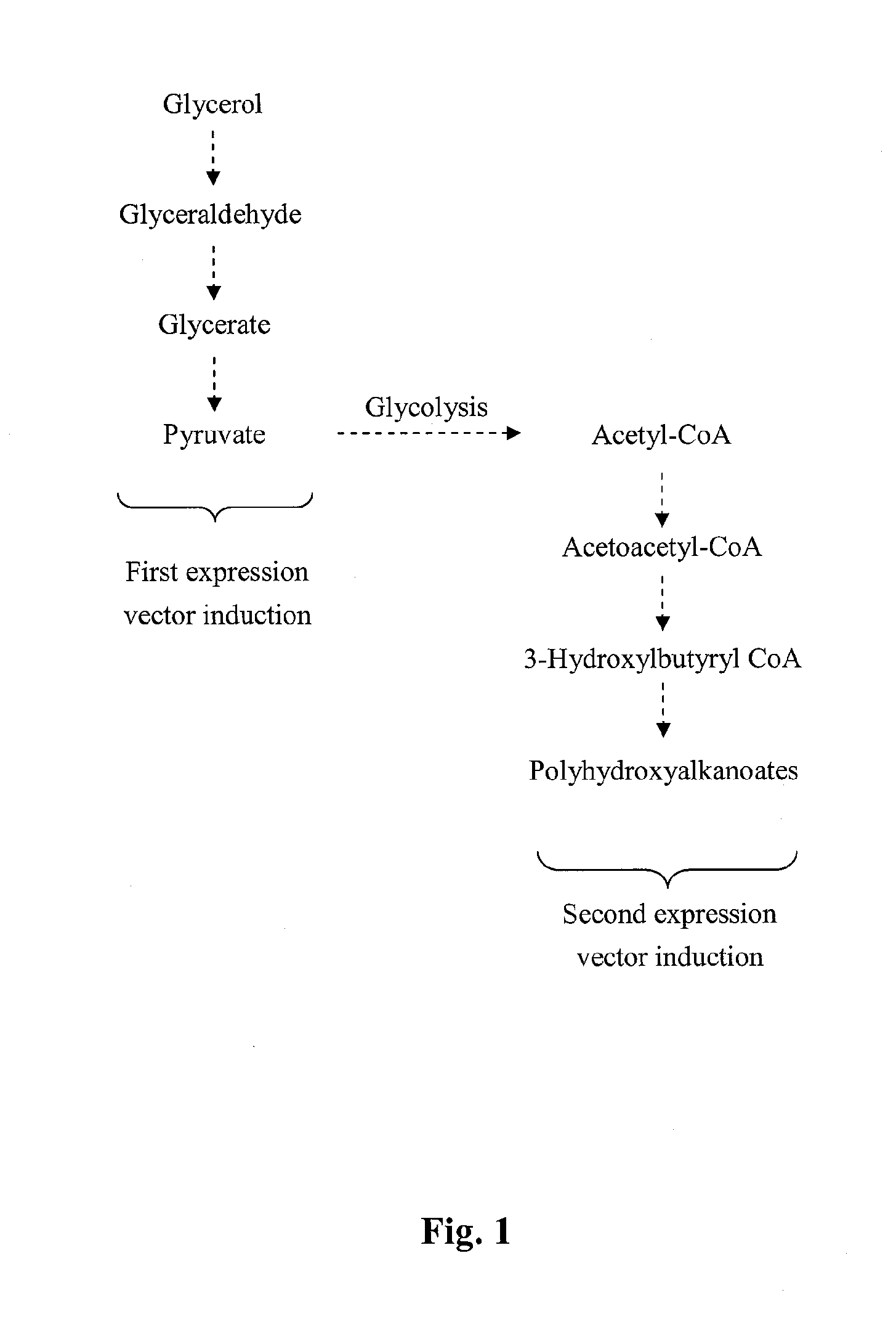 Method for producing biodegradable polymer and biomass fuel converted from carbon source by recombinant microorganisms