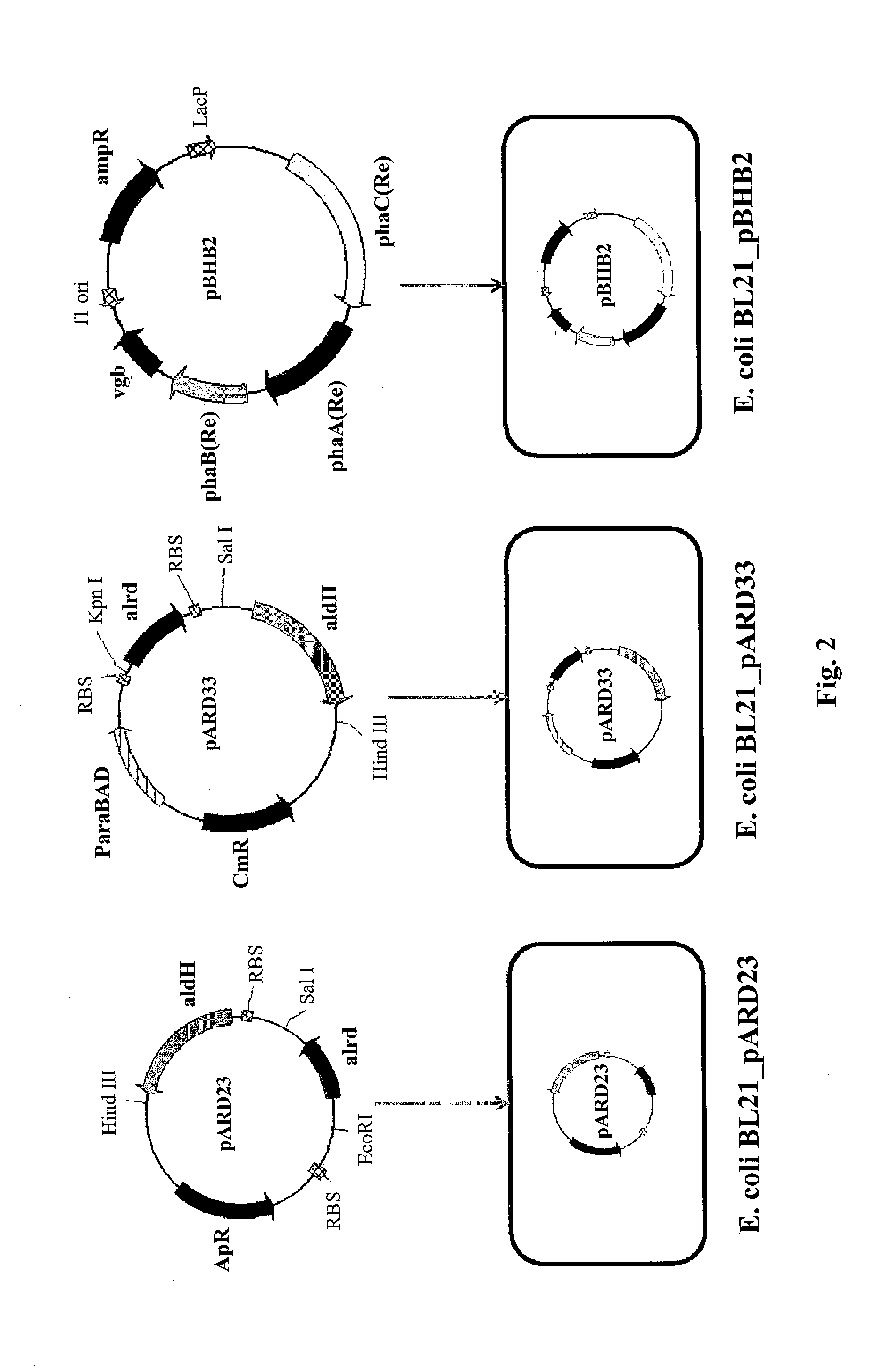 Method for producing biodegradable polymer and biomass fuel converted from carbon source by recombinant microorganisms