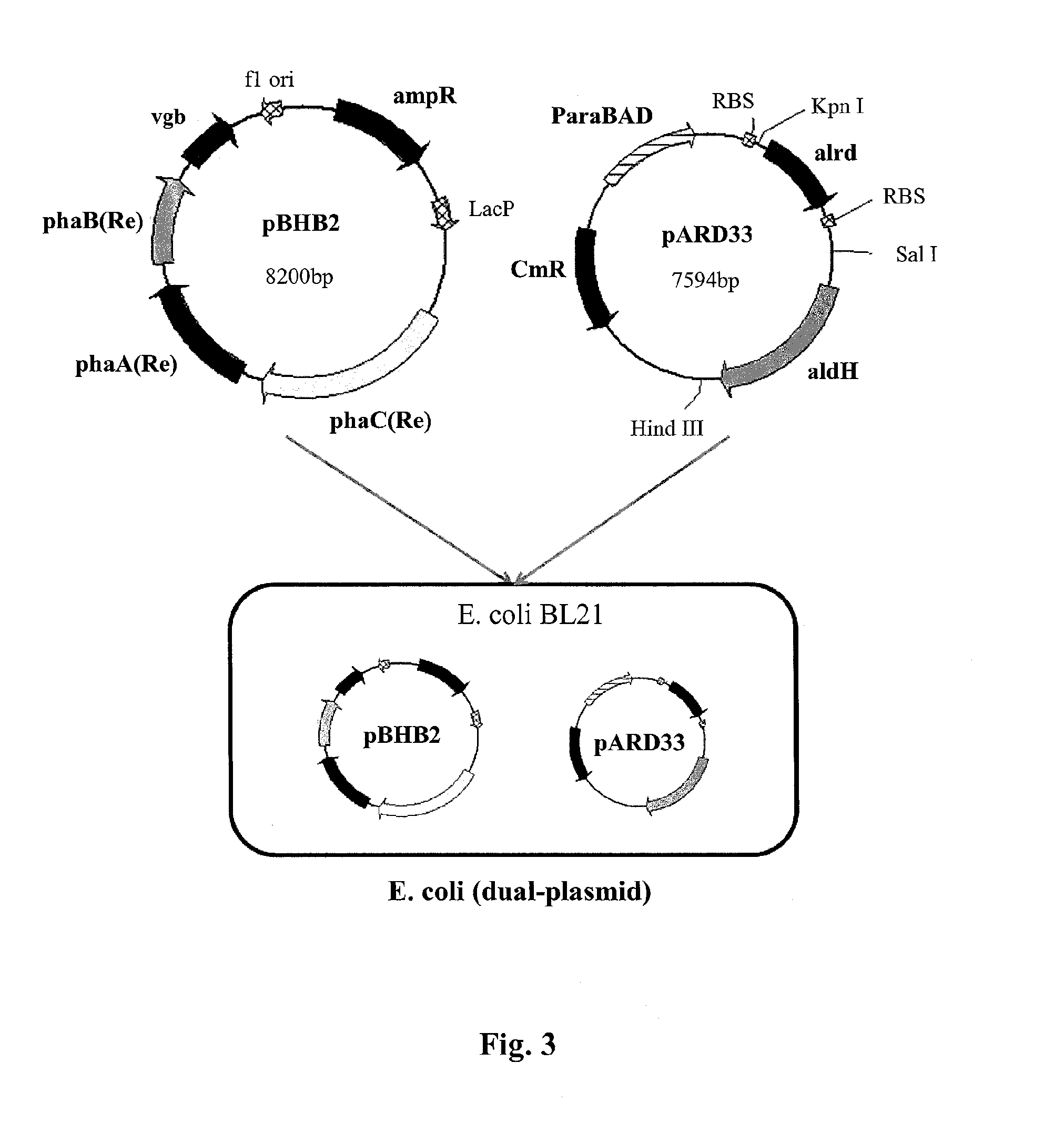 Method for producing biodegradable polymer and biomass fuel converted from carbon source by recombinant microorganisms