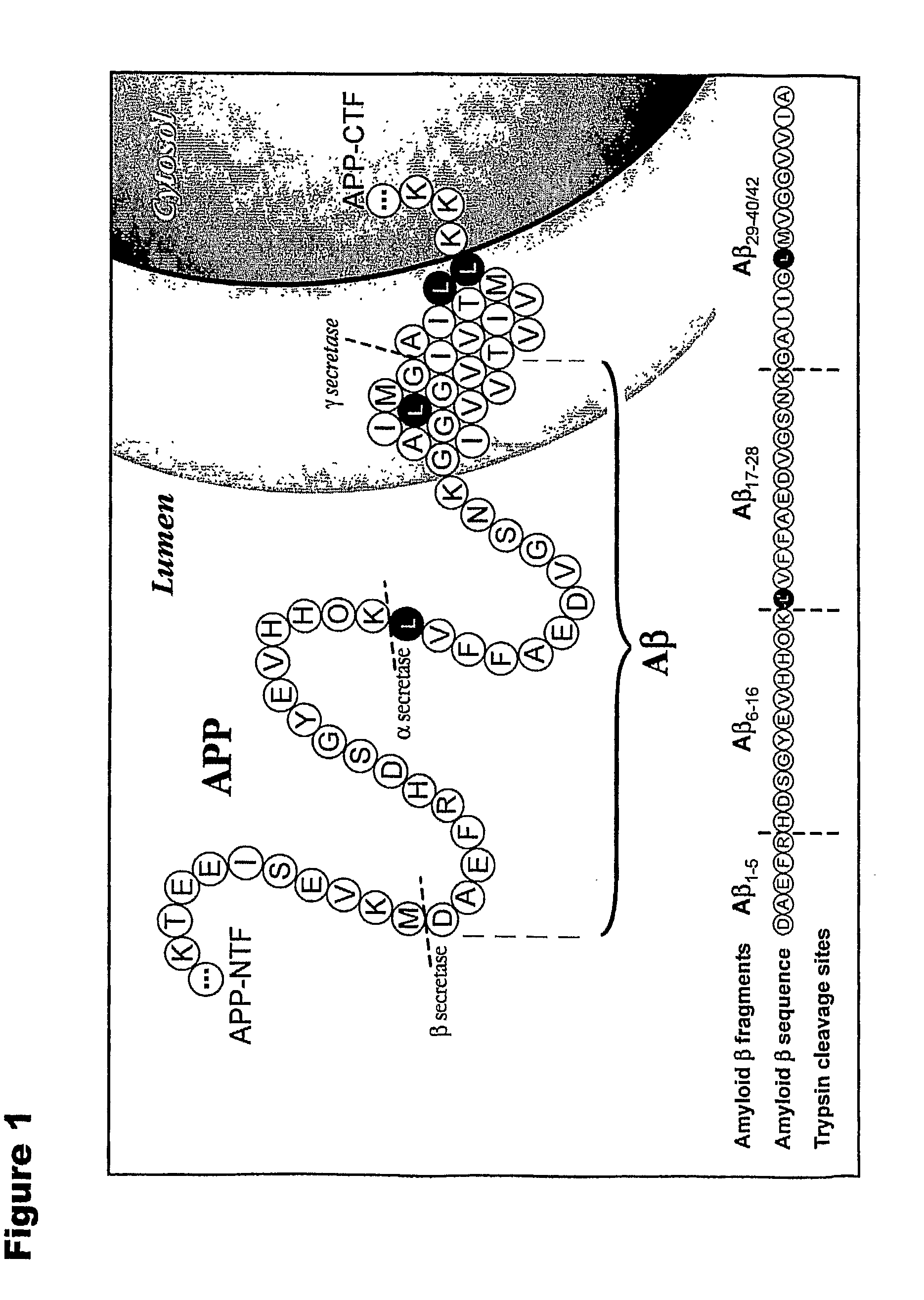 Methods for Measuring the Metabolism of Neurally Dervied Biomolecules in Vivo