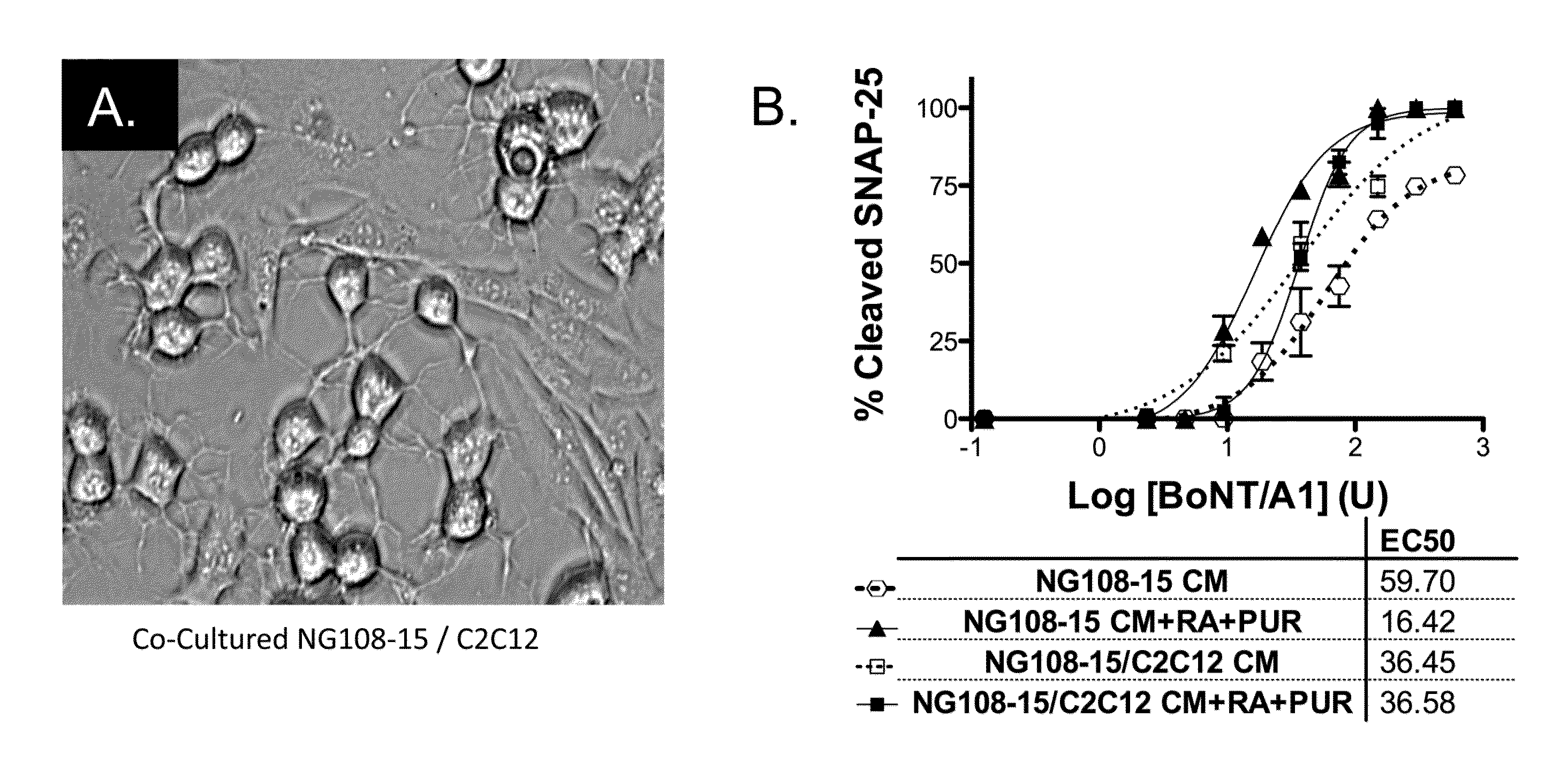 Compositions and methods of using differentiated cells sensitized to botulinum neurotoxin