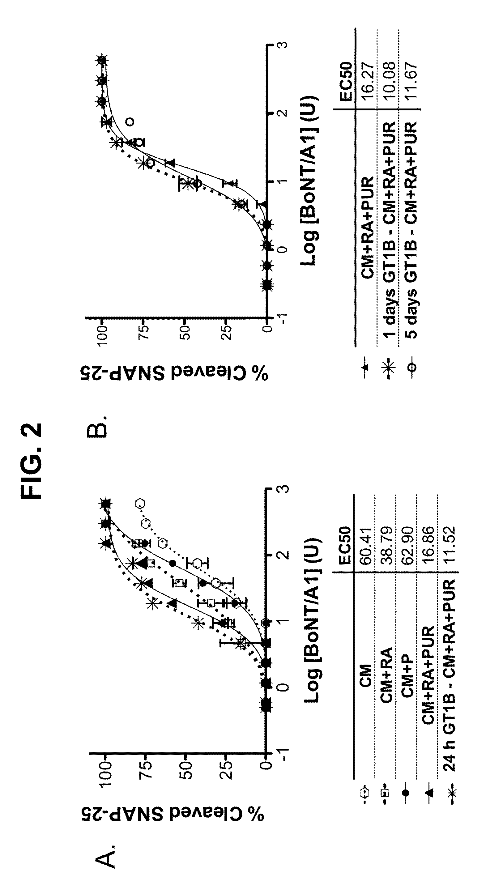 Compositions and methods of using differentiated cells sensitized to botulinum neurotoxin