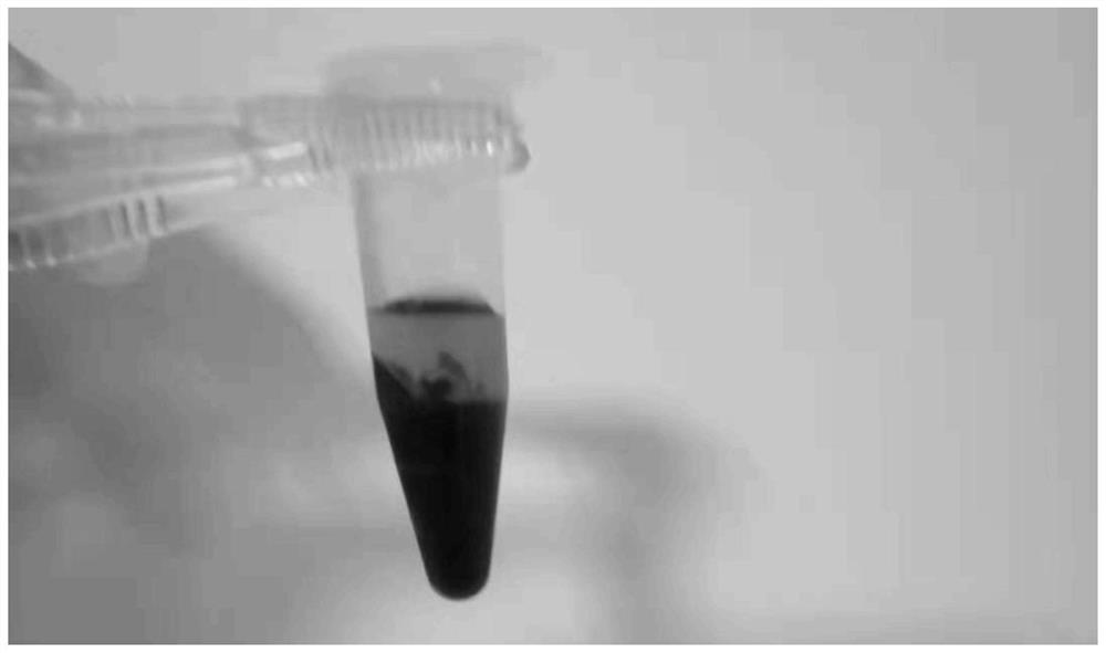 Method for stabilizing carbidopa/levodopa in biological matrix