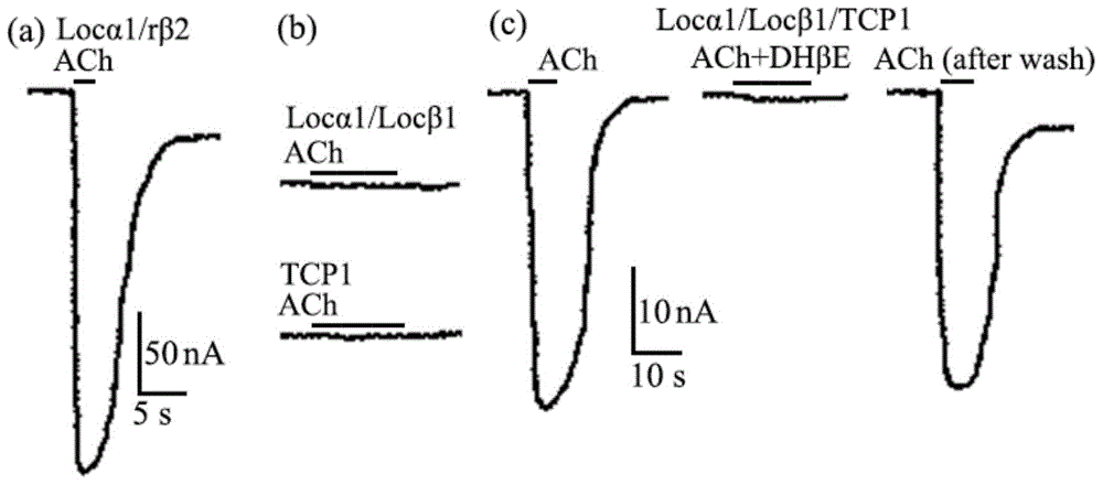 Artificial expressing system for insect acetylcholine receptor protein complexes and application thereof