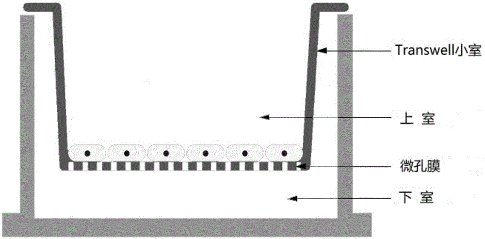 Method for separating and purifying leech polypeptide