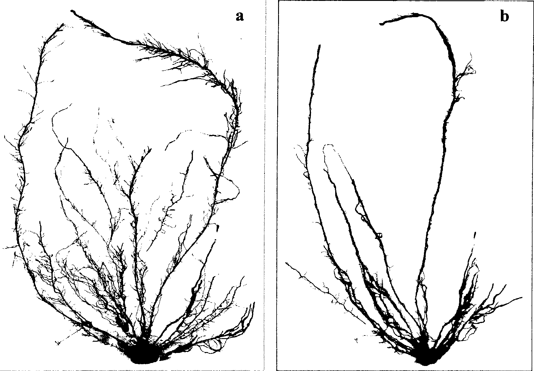 Method for scanning morpha structure of plant fibrous root systems