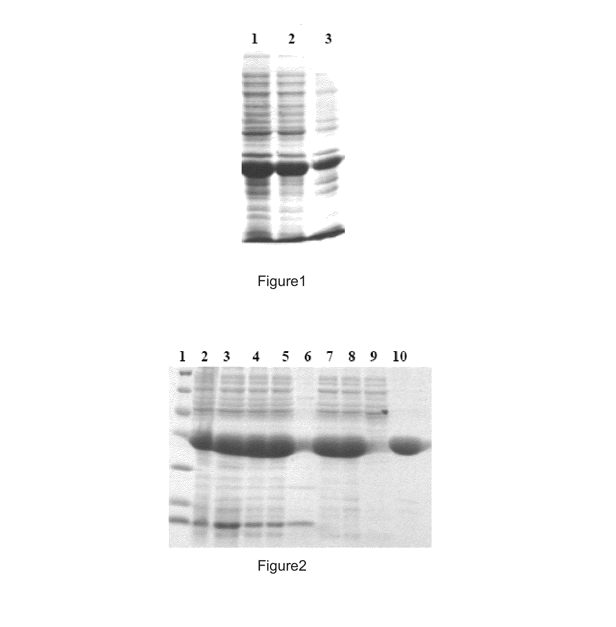 Annexin v variant and its preparation and application