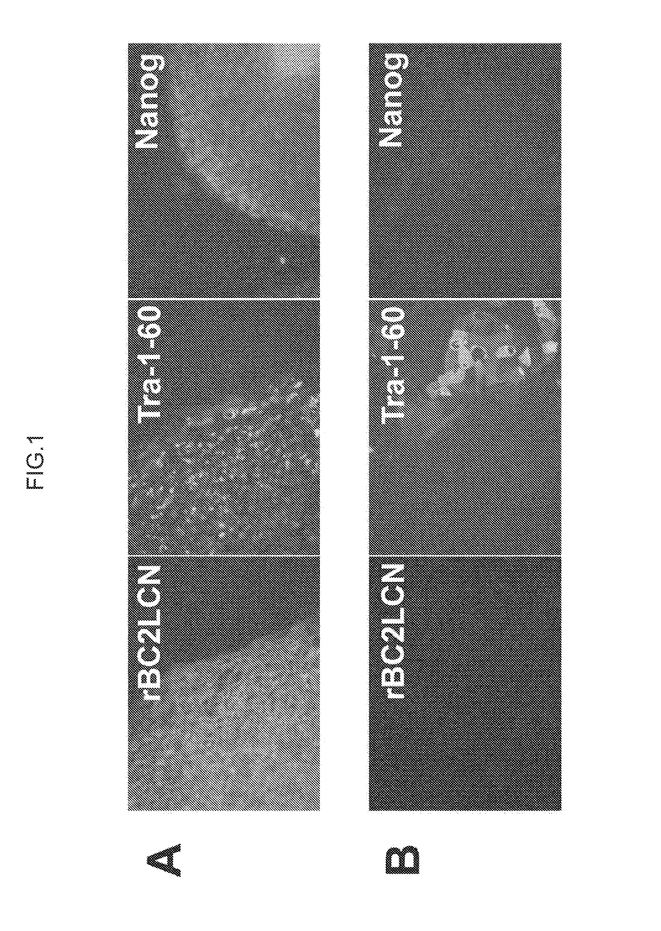 Cell differentiation assay method, cell isolation method, method for producing induced pluripotent stem cells, and method for producing differentiated cells