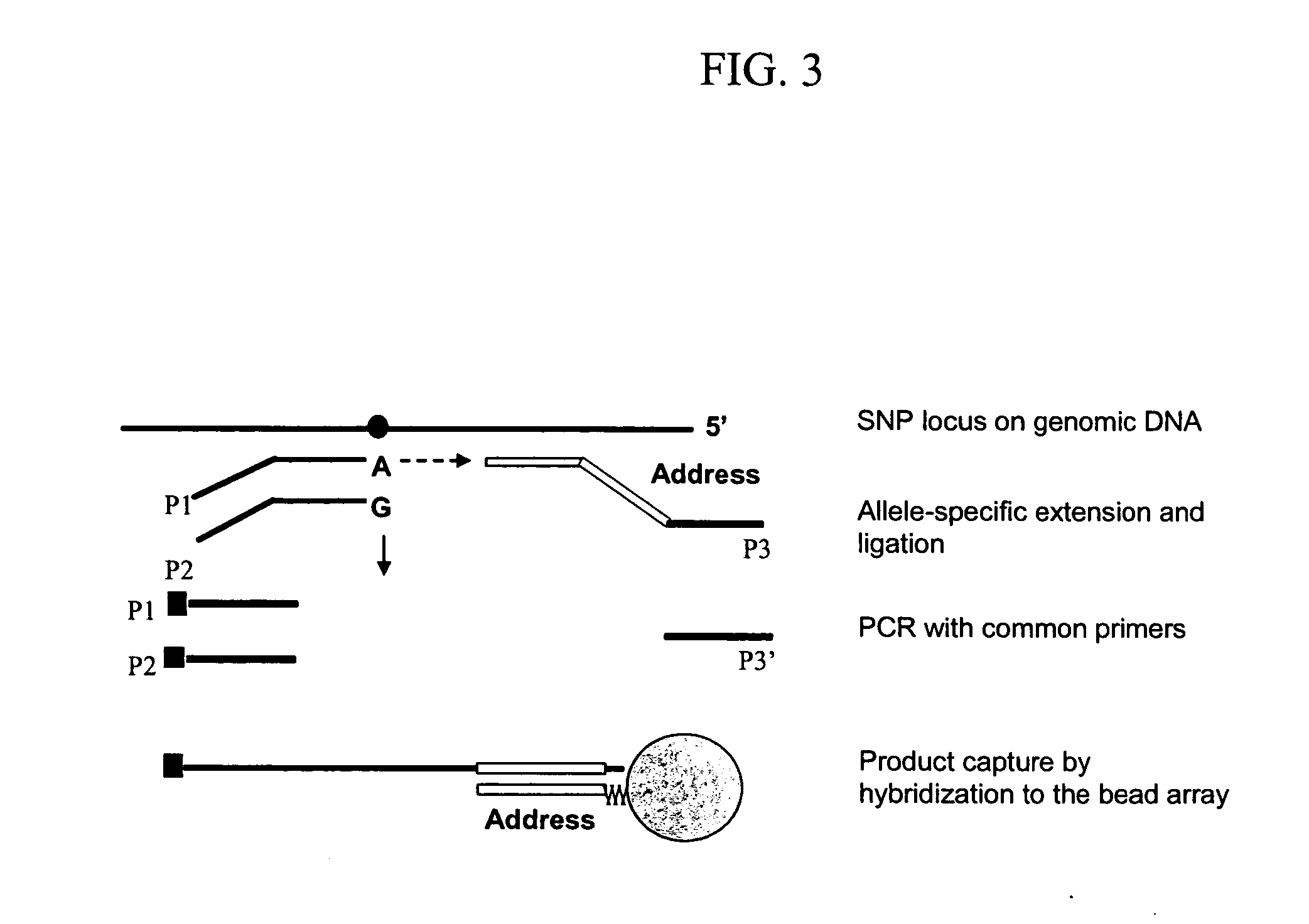 Methods and compositions for diagnosing lung cancer with specific DNA methylation patterns