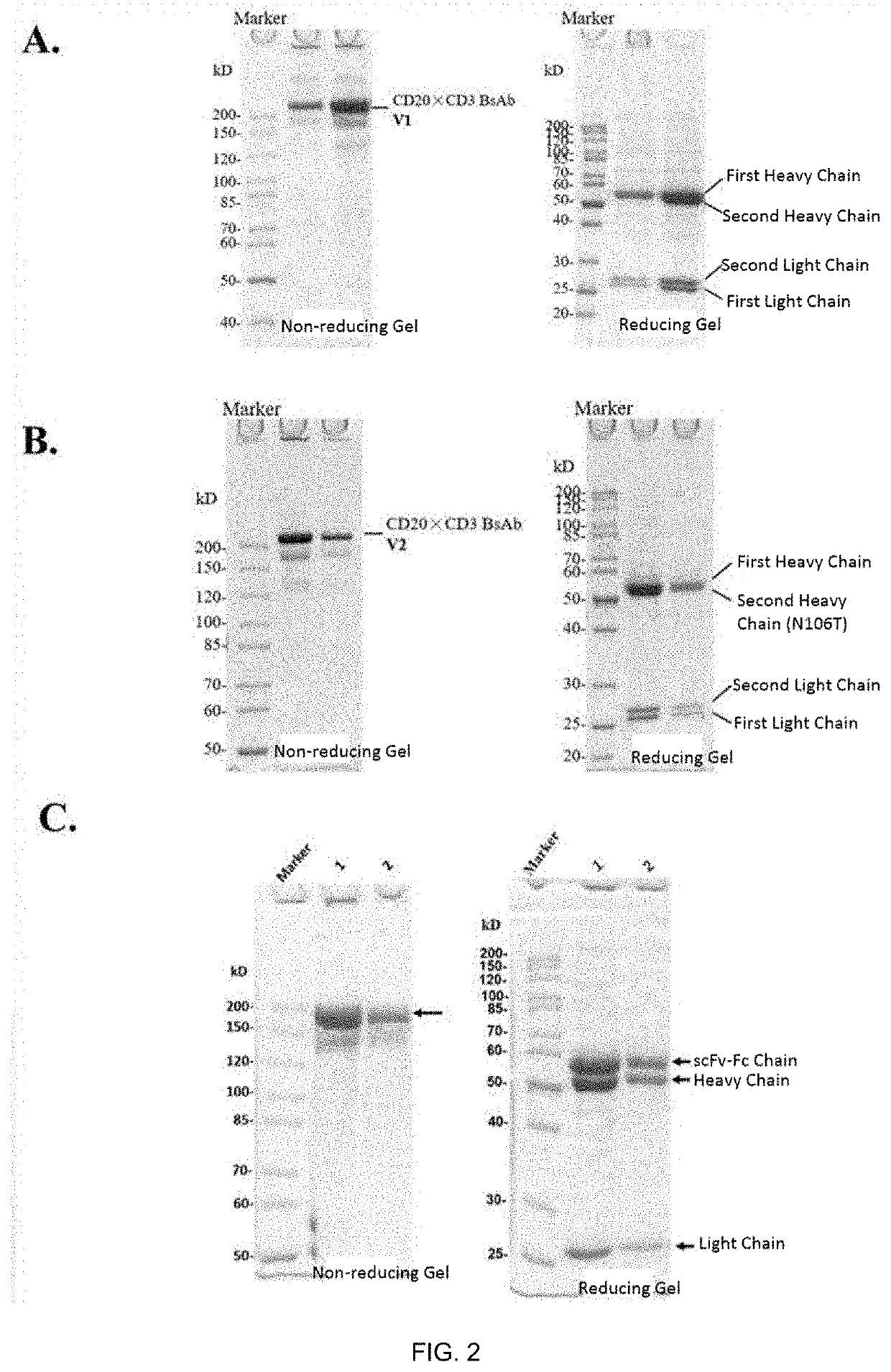 Bispecific Antibody, Preparation Method Therefor and Application Thereof