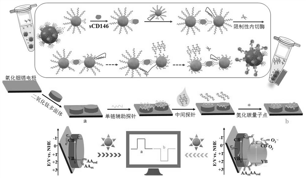 Signal turnover type photoelectrochemical biosensor for detecting cancer markers as well as preparation method and application of signal turnover type photoelectrochemical biosensor