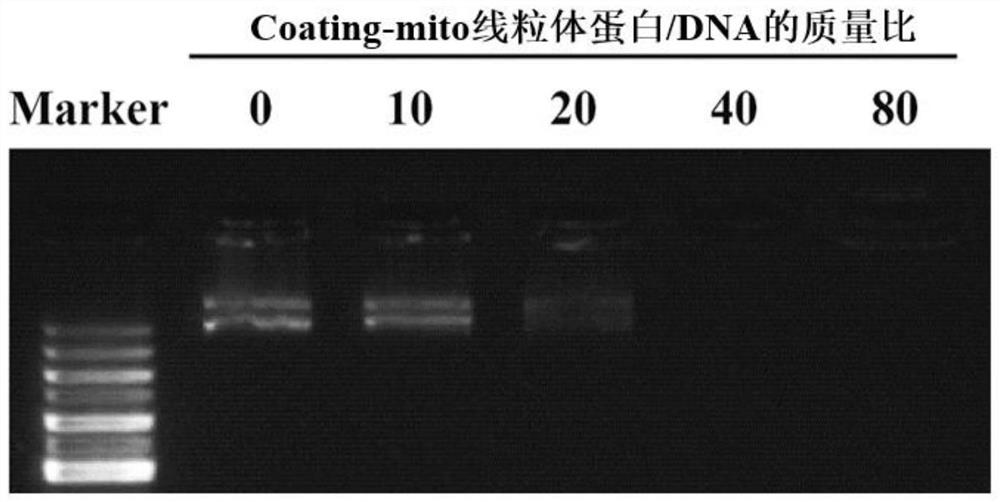 Exogenous mitochondrial vector and compound and preparation method and application of exogenous mitochondrial vector and compound