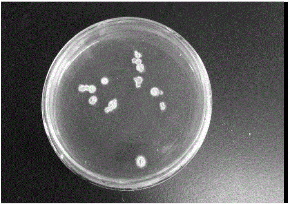 Clostridium beijerinckii for producing butanol with xylose and application